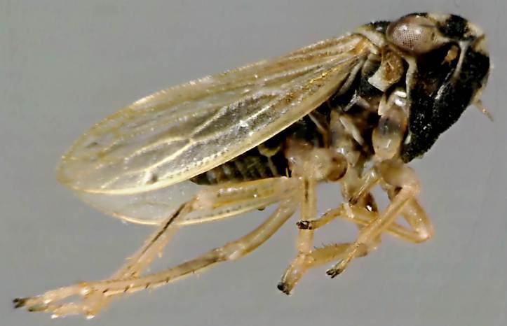 Megophthalmus scabripennis.jpg